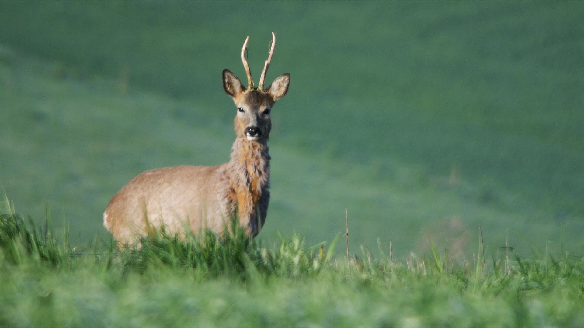 Bockjagd 2025: Die richtige Ausrüstung für den Erfolg