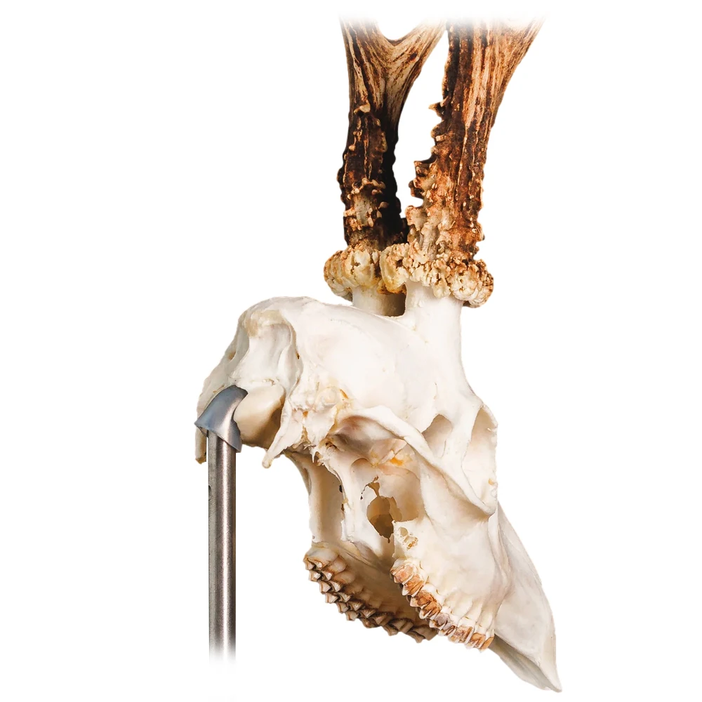 Waidmetall Trophäenständer Rehwild