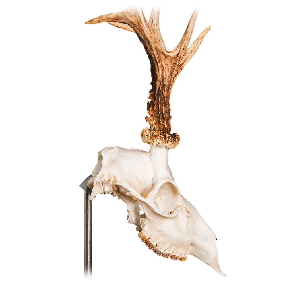 Waidmetall Trophäenständer Rehwild